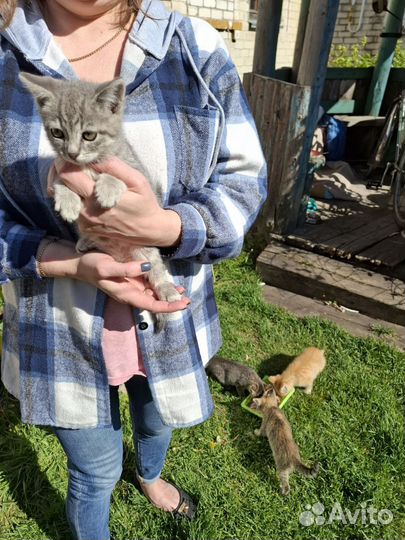 Котята в добрые руки