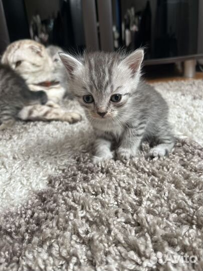 Шотландские котята