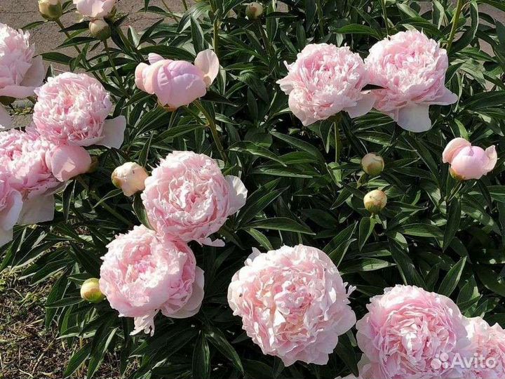 Пион Призидент Вилсон