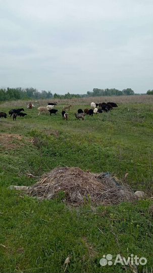 Овцы матки ягнята бараны