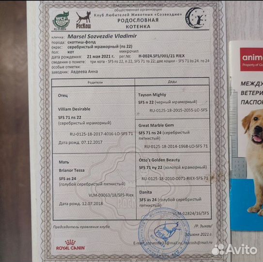Вязка с родословной