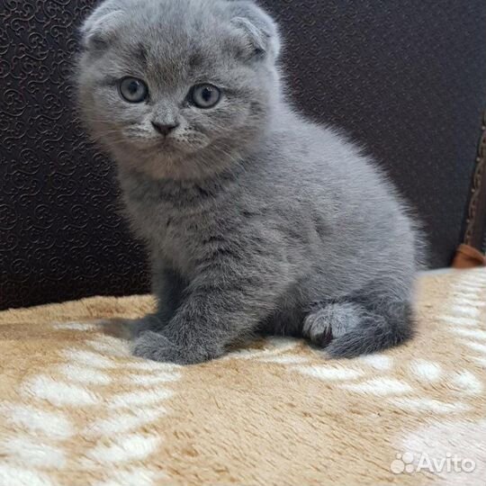 Вислоухие котята