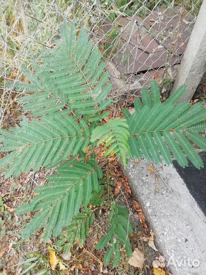 Альбиция ленкоранская