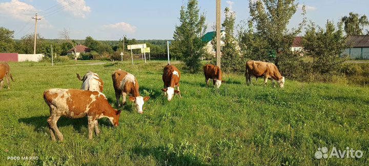 Крупно рогатый скот