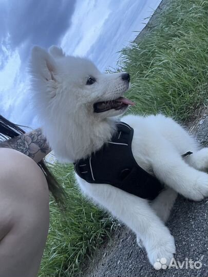 Щенки самоеда