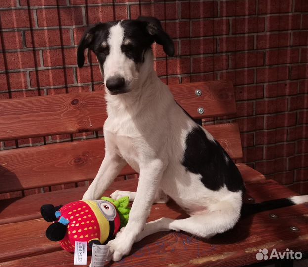 Собака в добрые руки щенок