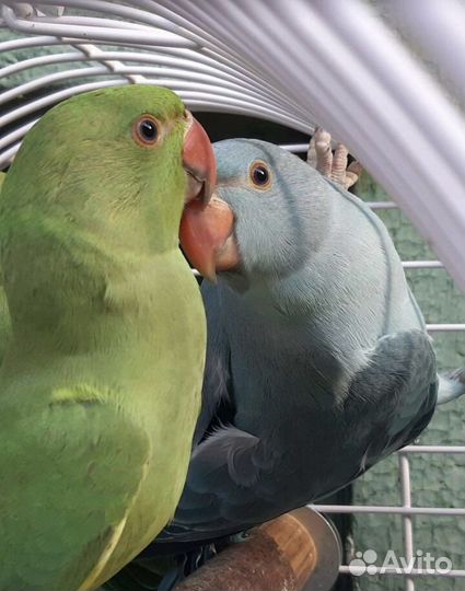 Попугай ожереловый