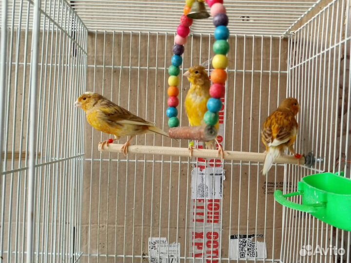 Кенары 2024 г.р