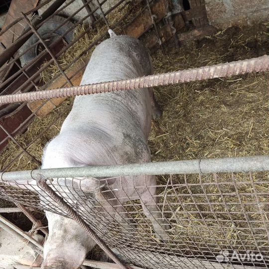 Хряк пьетрен макстер