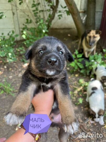 Щенки в добрые руки