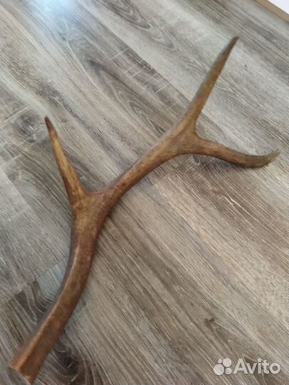 Рога изюбря