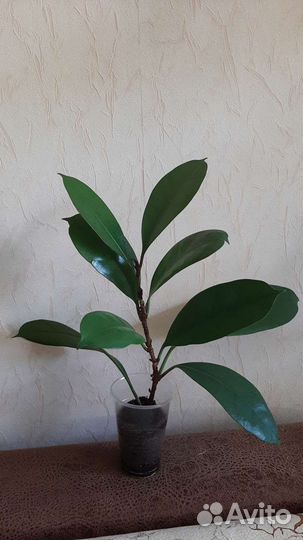Фикус Бокальчатый