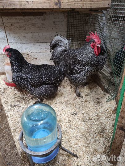 Мехеленская кукушка новые линии, окрасы