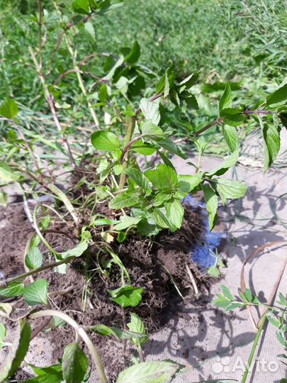 Чай дюшес. Флоксы