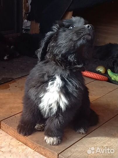 Ньюфаундленд