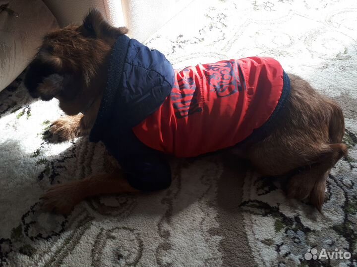Попона и комбинезон для собак