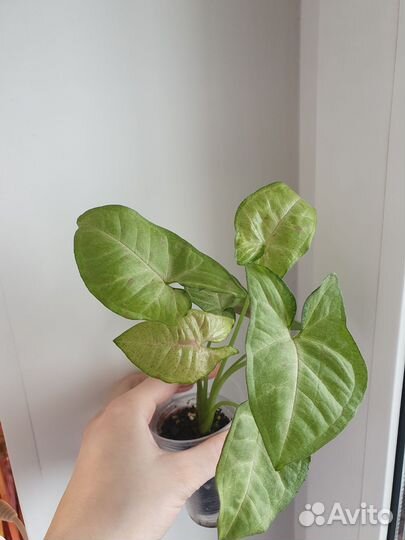 Сингониум Confetti (Конфетти)