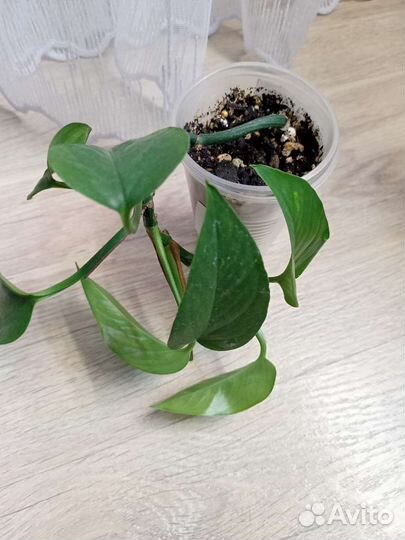 Эпипремнумы сортовые