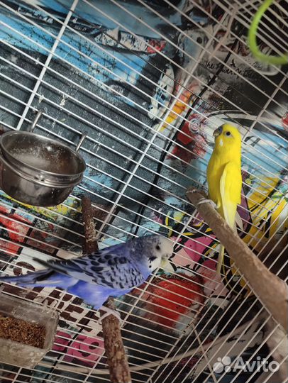 Волнистый попугай с клеткой