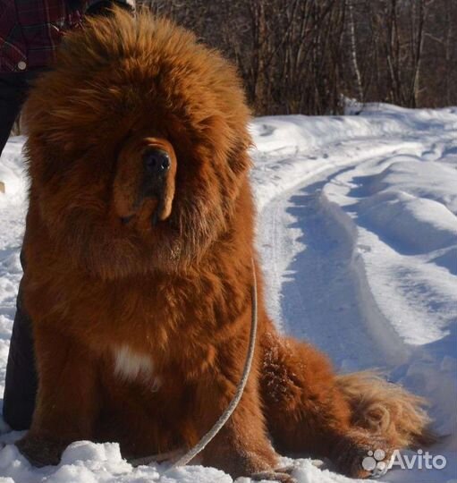 Собака тибетский мастиф пара