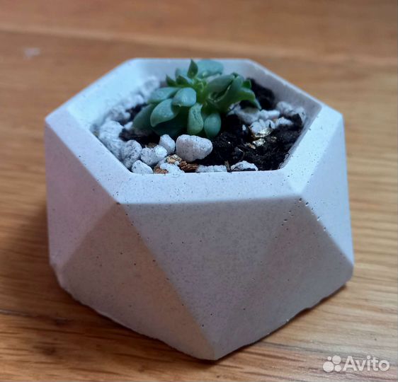 Подарки суккуленты эхеверия в горшке ручной работы