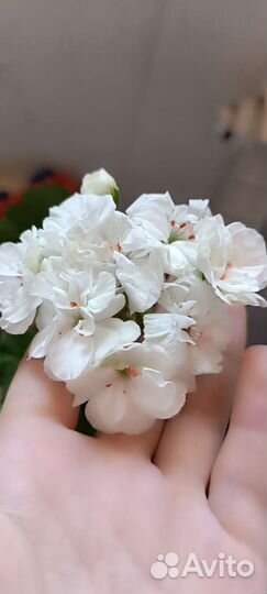 Пеларгонии