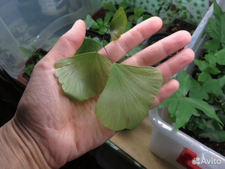 Папоротник Адиантум Перувианский