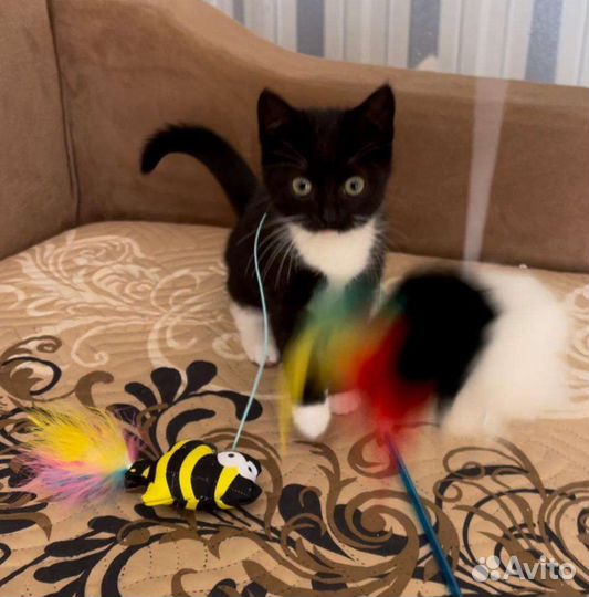 Котенок в добрые руки