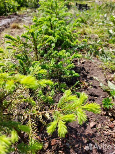 Саженцы ели обыкновенной