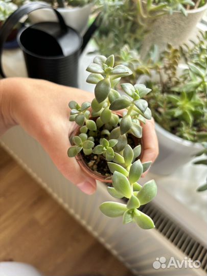 Суккуленты