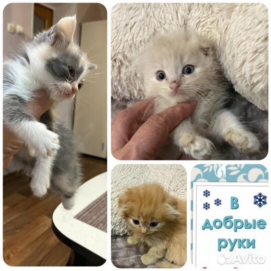 Самые милые котята