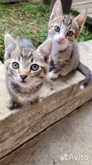 Милые мальчики