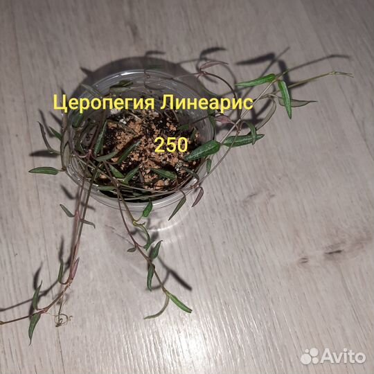 Церопегии 7 сортов,Крестовник Роули