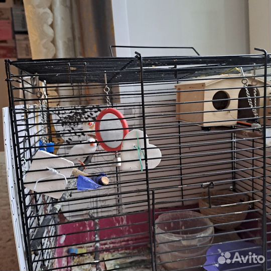 Амадины с клеткой