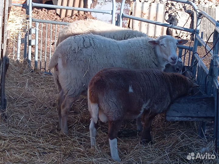 Баран катумский