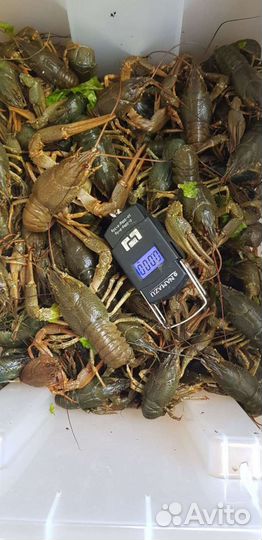 Живые раки. В наличии и предзаказ. Сотрудничество