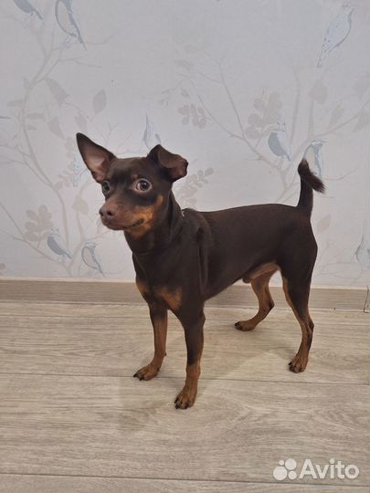 Кобель для вязки Той - терьер русский