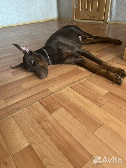 Щенки добермана