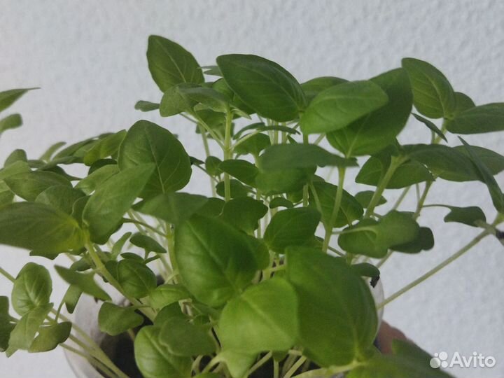 Базилик рассада