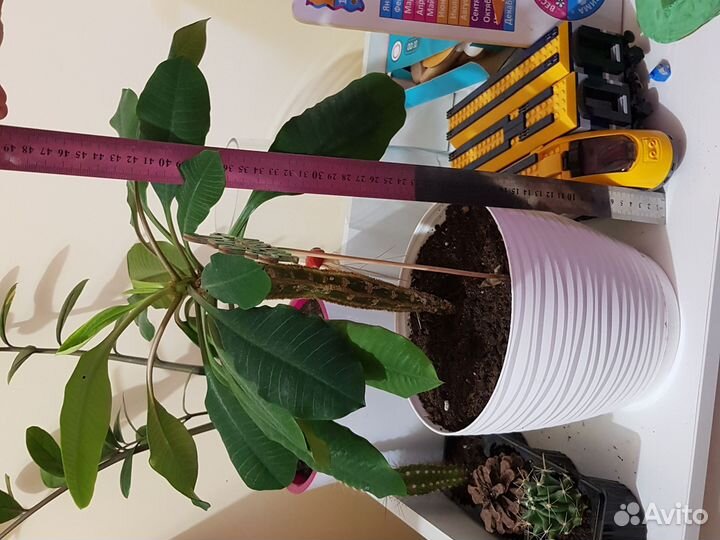 Молочай плюмерия взрослое растение