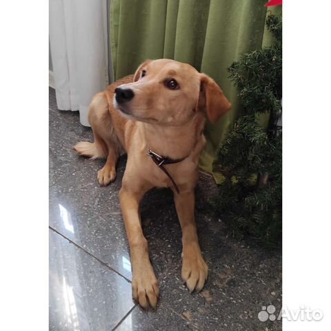 Собака метис спаниеля отдам