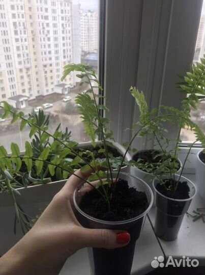Хлорофитум/папоротник