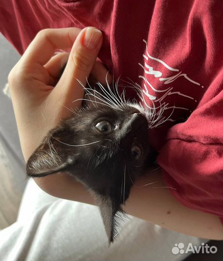 Котенок в добрые руки