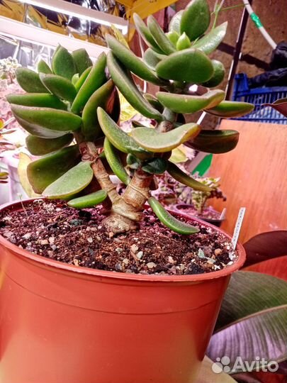 Суккуленты. Крассулы сортовые