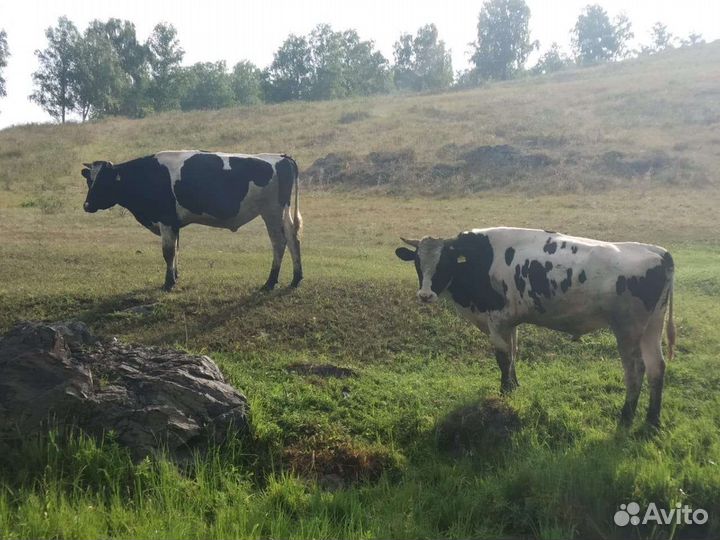 Бычки и быки на мясо