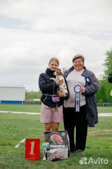 Джек Рассел терьер девочка