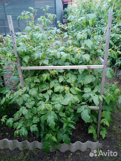 Ремонтантная малина