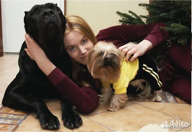 Выгул собак