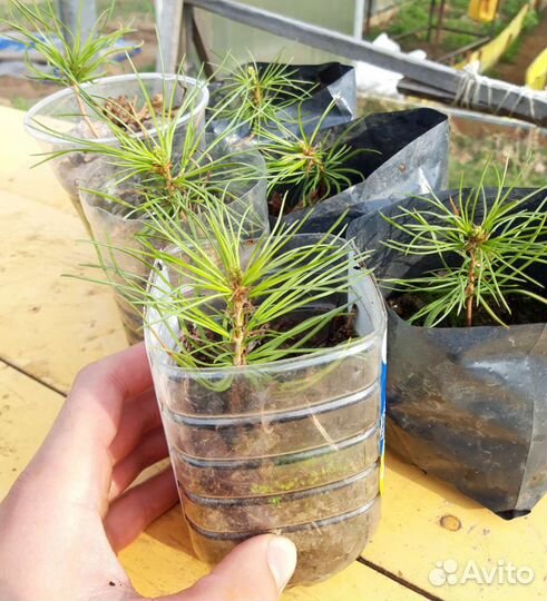 Кедр Корейский саженцы зкс