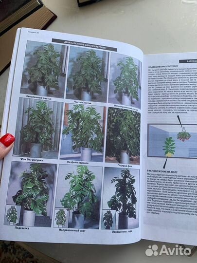 Книга: все о комнатных растениях